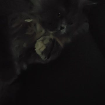 Cute Cat Demand Belly Rubs