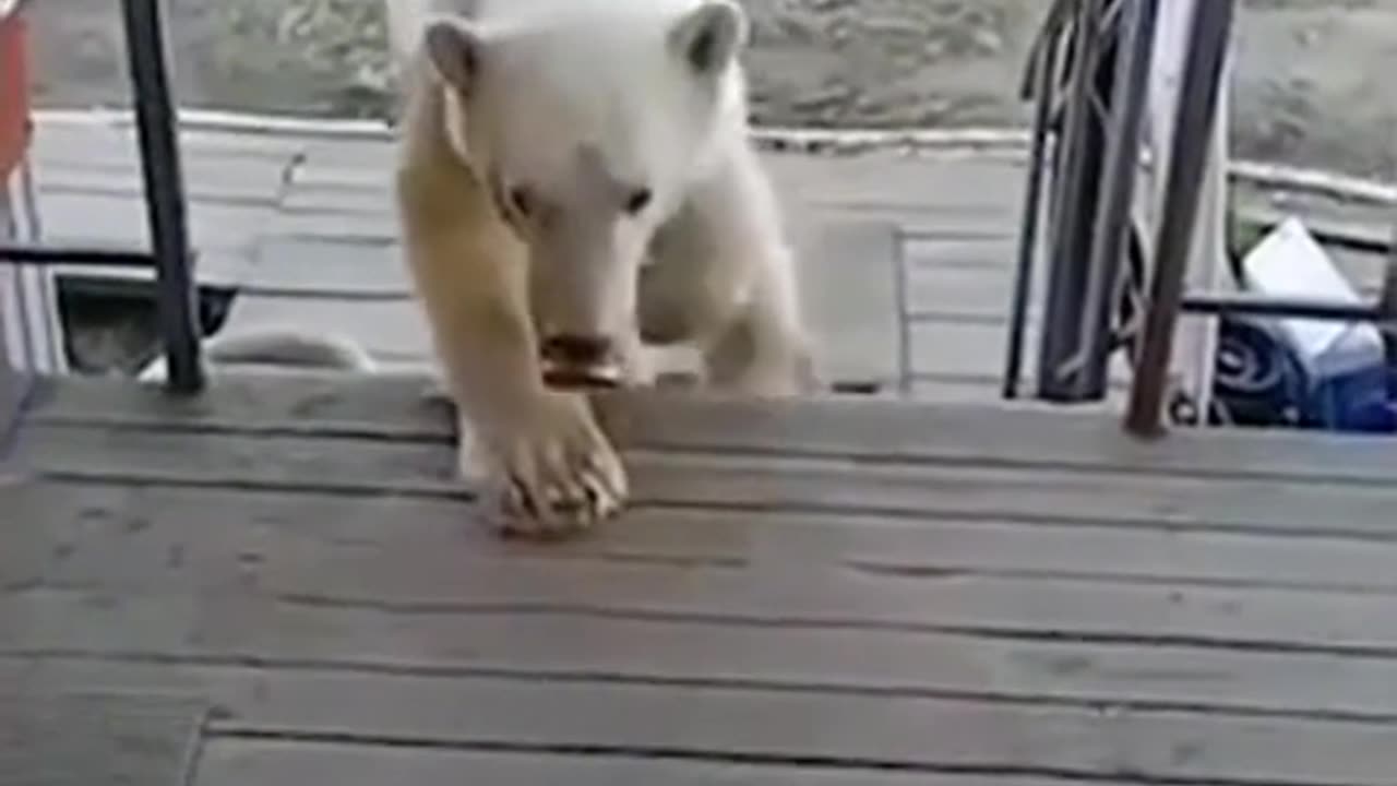 Polar bear's desperate survival: From tin can prisoner to dog's best friend!