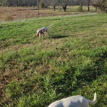 Here he Goes Frolicking