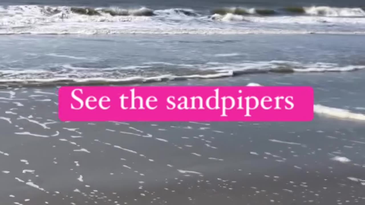 Psalm 32 God will teach me the way I should go. Can you see sandpipers? #Jesus #sandpiper #bible