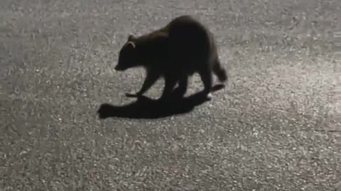 Racoon And Cats Play In Car Park