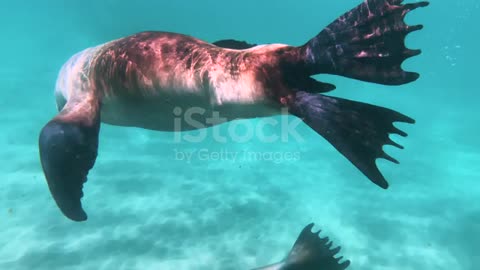 Beautiful seals playing