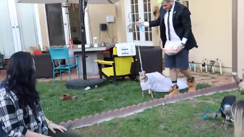 An Actual Dog wedding...2 Dogs that Love each Other