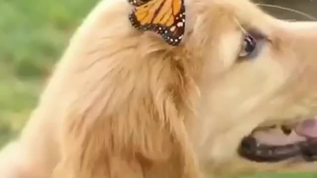 Golden Retriever and Butterfly Live in Harmony