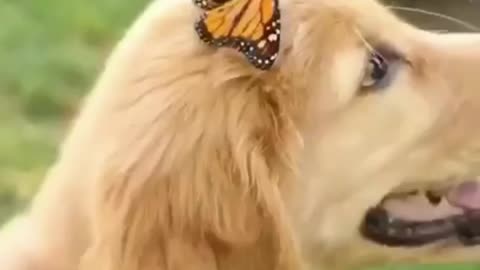 Golden Retriever and Butterfly Live in Harmony