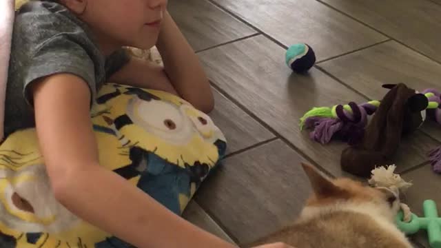 Pembroke Welsh Corgi Puppy Belly Rub