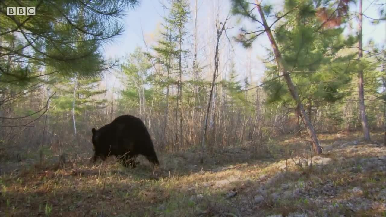 Black Bear Marking with Their Scent | BBC Earth