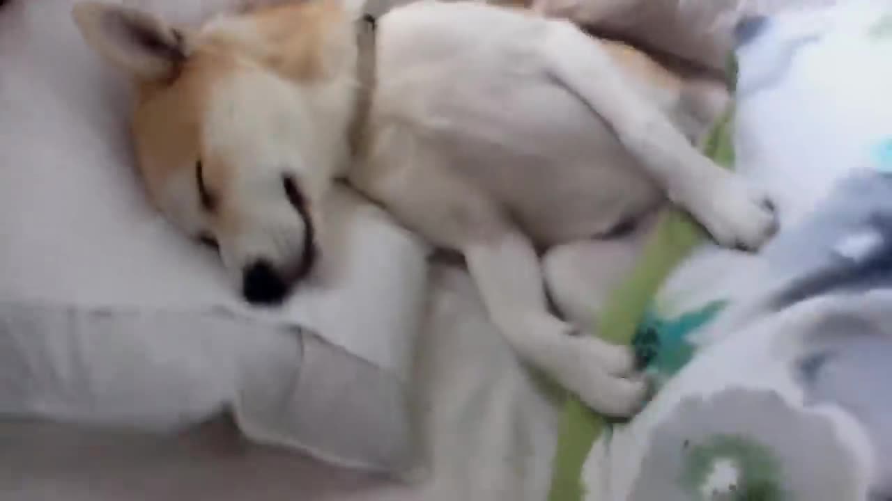 Puppy plays dead to avoid the vet - amazingly convincing!