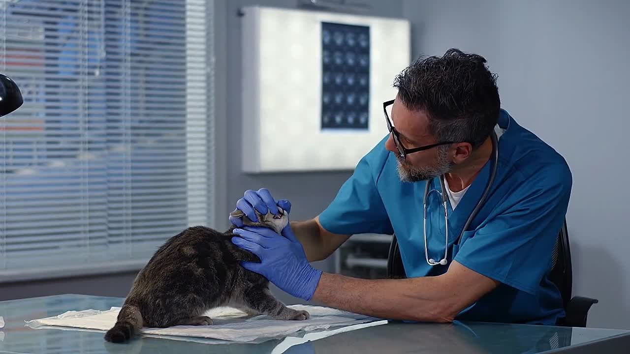 Cat 101: Ringworm in Cats