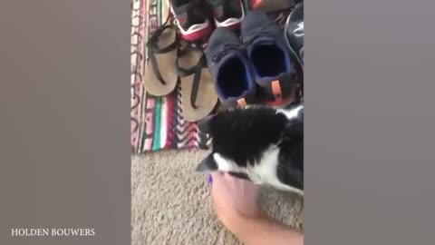 Try Not To Laugh Funny Cats and Dogs Videos