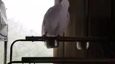 Betty the Cockatoo busting out the moves!