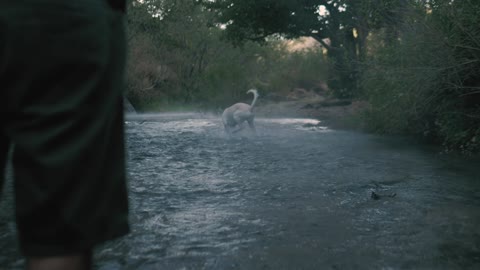 The dog caught the ball in the river