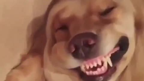 This dog's teeth are so sharp! Can't imagine what it would be like to be bitten by it...