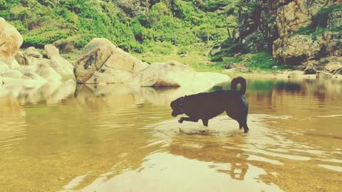 Black dog enjoy water