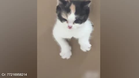 Funny Cat Videos 😂😂