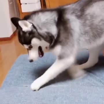 Husky the coolest dog