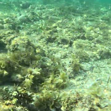 Snorkeling Adventures in the Philippines: Lots of cool fish and plants here and so much to see!
