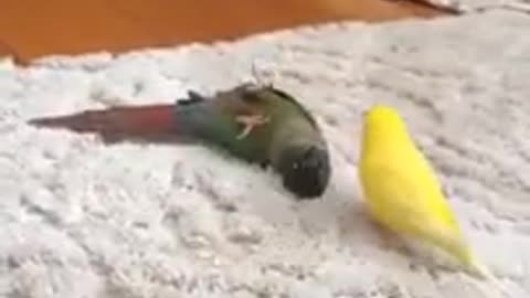 Funny parrot videos cute moment of the animal HIGH