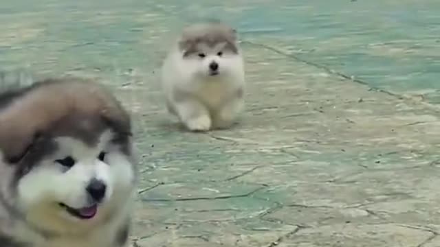 funny cute pet (73)