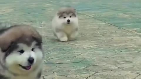 funny cute pet (73)