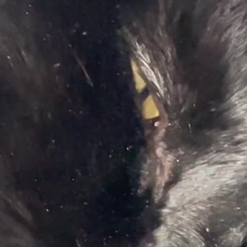 Kitty Hates Coughing