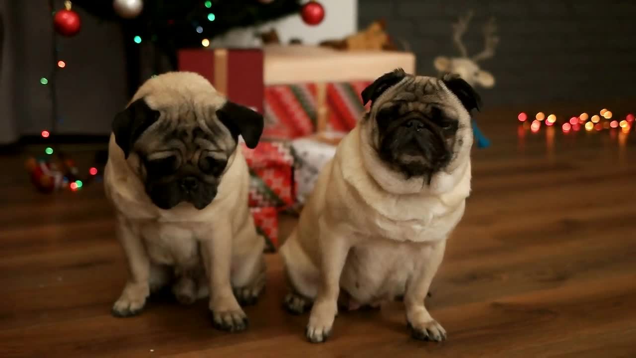 Couple of pug dog sitting on the floor near Christmas tree with gift box