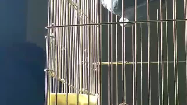 parrot hanging on the cage ceiling