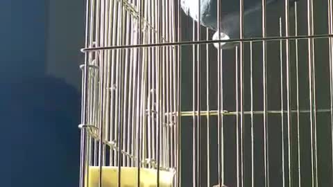 parrot hanging on the cage ceiling