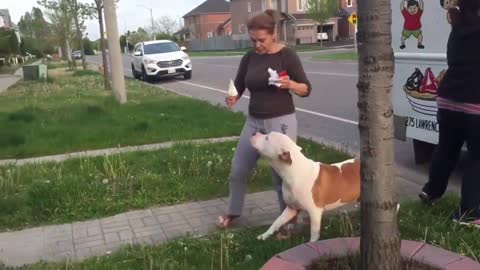 Pit bull enjoy to this dog video