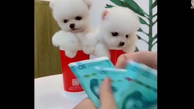 Cute dog video