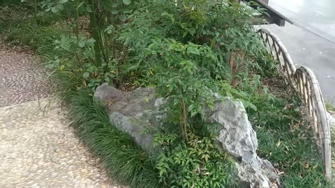 This tree grows out of stone