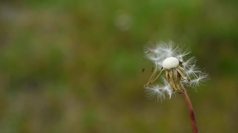 My soybeans finally sprouted