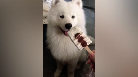 Dogs that like ice cream