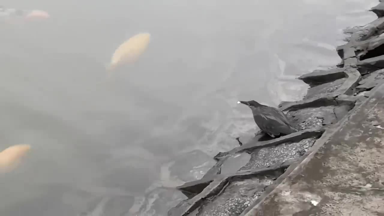 Smart Bird Uses Bread as Bait to Catch Fish