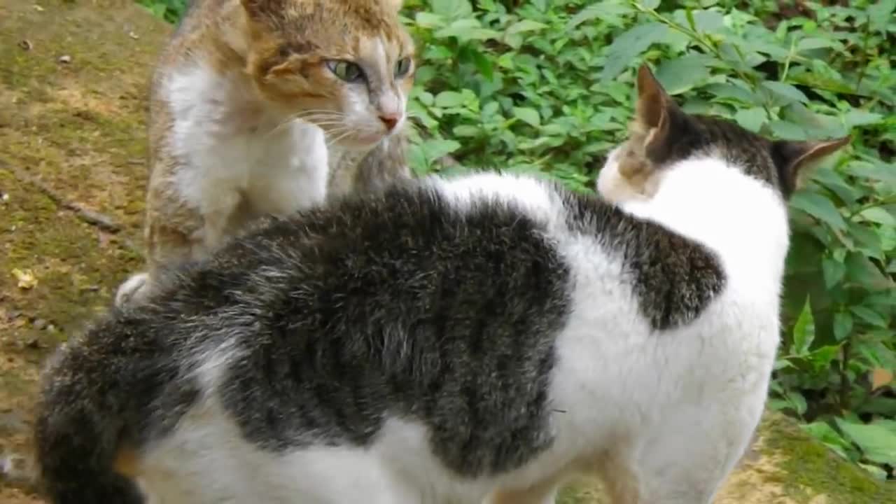 CAT FIGHTING compilation