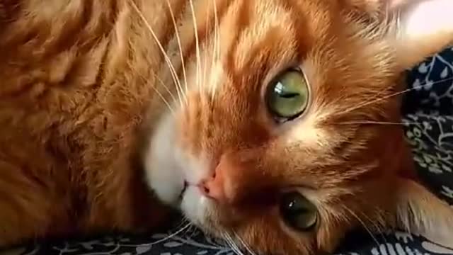 Cute cat, there must be something cute