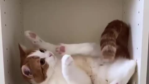 Cat's yoga