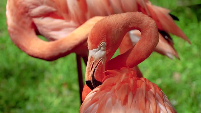 Red hot Flamingo!