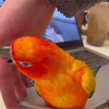 Parrot goes from sour to sweet