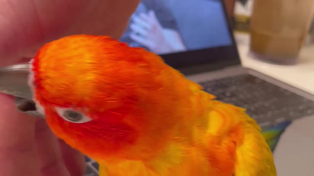 Parrot goes from sour to sweet