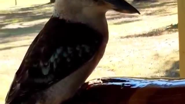 Didgeridoo Player Serenades Kookaburra