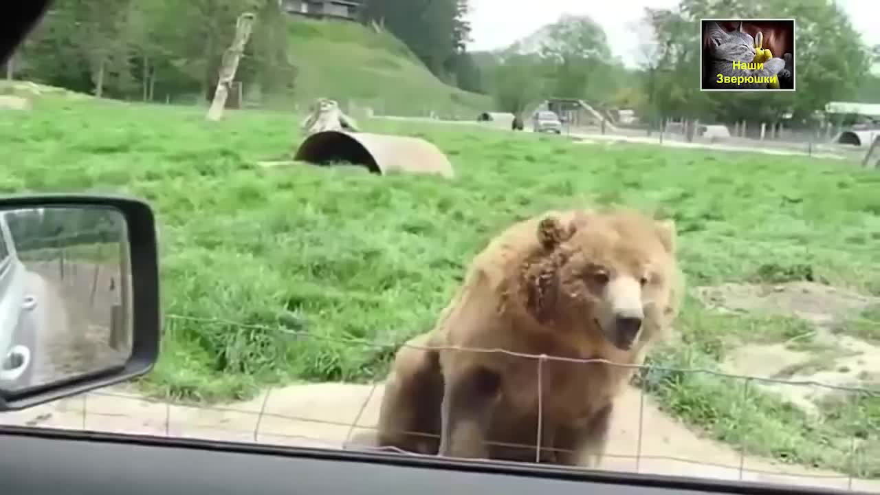 Funny animals video