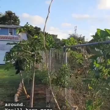 THE POWER OF ELECTROCULTURE