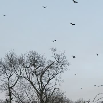 Bizarre flock of black crows