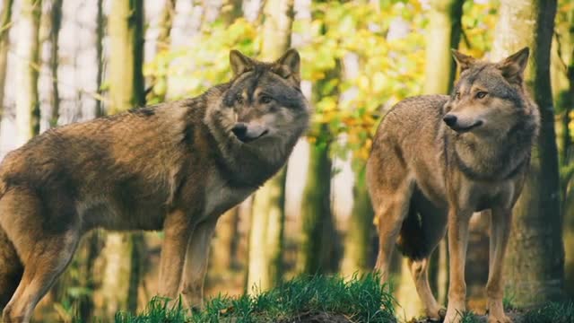 Animals video hd (janwar video hd)