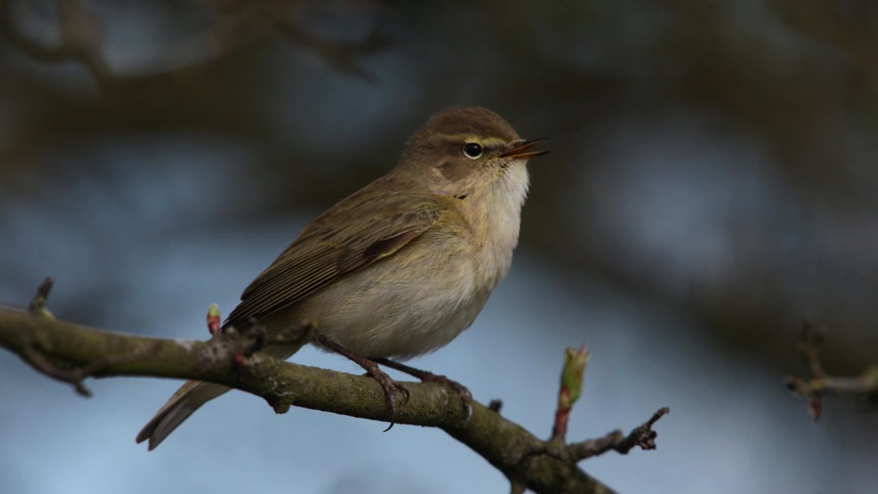 The Chiffchaff: Close Up HD Footage (Phylloscopus collybita)