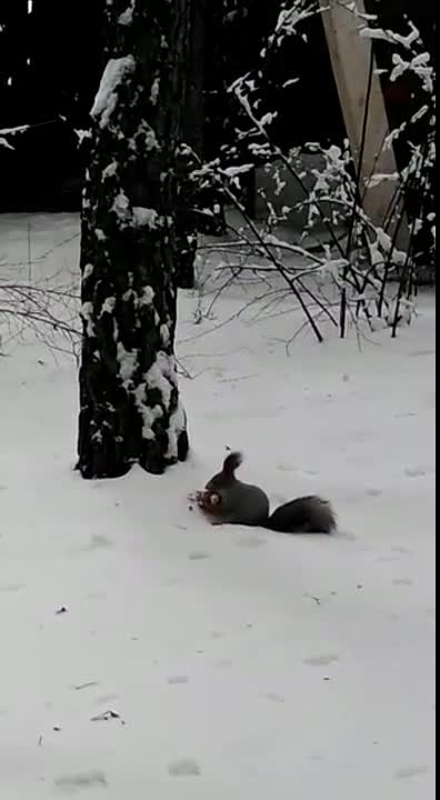Watch this person hand feed a wild squirrel in the forest