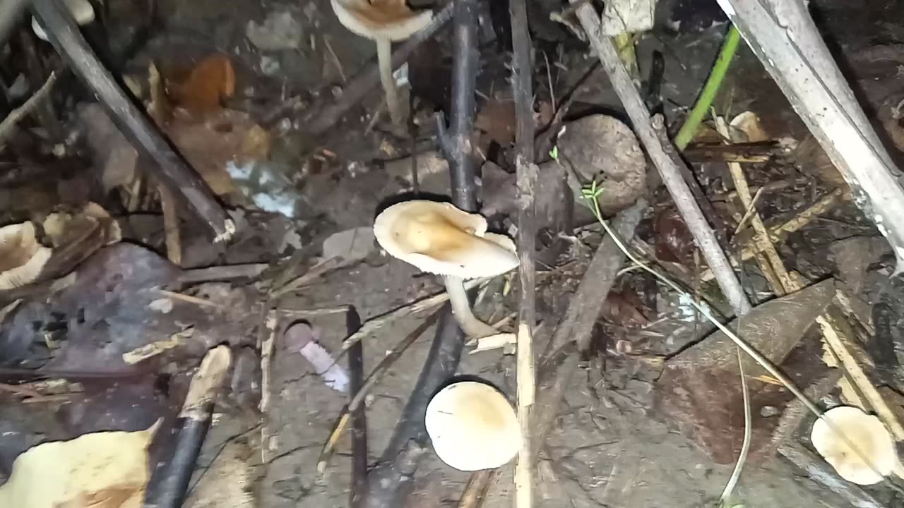 October Mushroom Hunting!