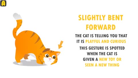 Cat Language Explained