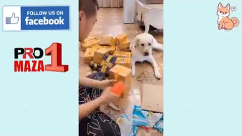 dog animal compilation , aww animals , cute baby dogs , funny baby dogs , baby animal videos